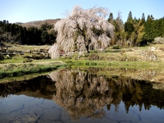 中原のしだれ桜