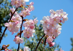 縮景園　河津桜