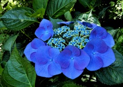 紫陽花4