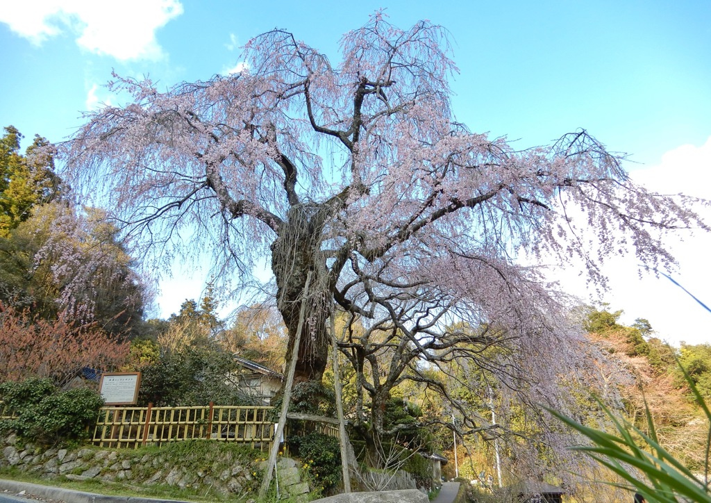 神原の枝垂桜