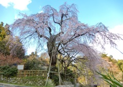 神原の枝垂桜