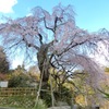 神原の枝垂桜