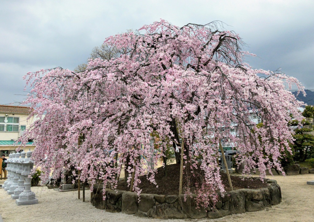 観音神社のしだれ桜