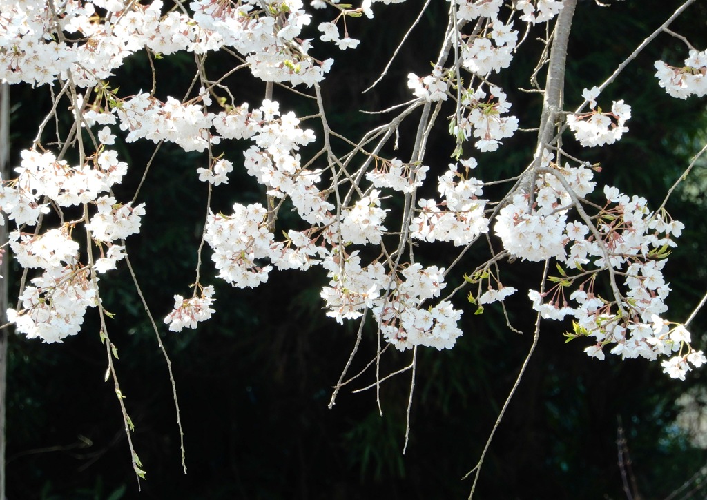 枝垂桜アップ