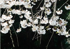 枝垂桜アップ