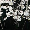 枝垂桜アップ