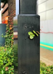 ひょっこり ど根性