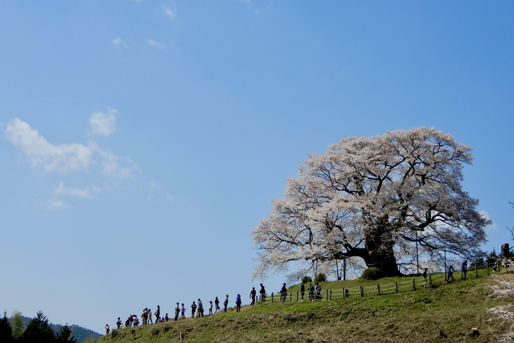 醍醐桜1