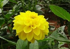 世羅高原農場ダリア祭り