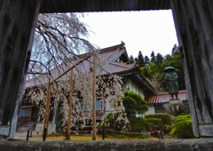 圓立寺の枝垂桜