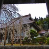 圓立寺の枝垂桜