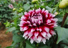 世羅高原農場ダリア祭り