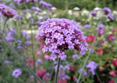 世羅高原の森3