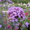 世羅高原の森3