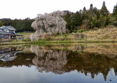小田掛の枝垂桜（謳歌桜）