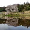 小田掛の枝垂桜（謳歌桜）