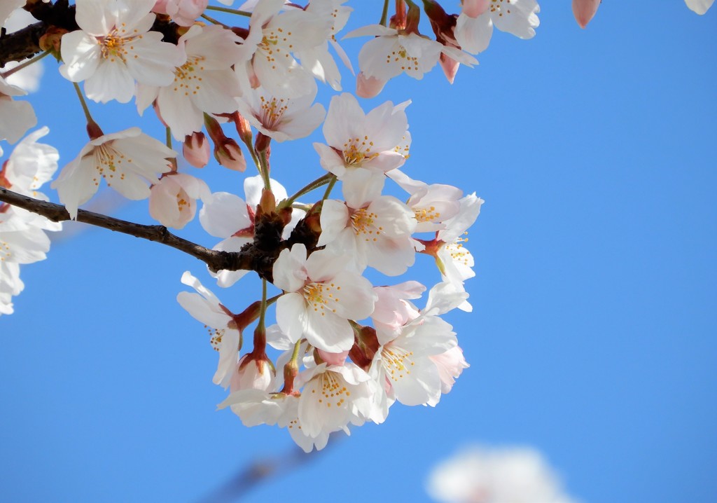 元安川　ソメイヨシノ　