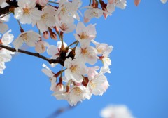 元安川　ソメイヨシノ　