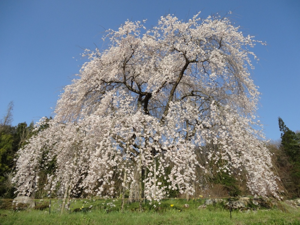 小田掛のしだれ桜