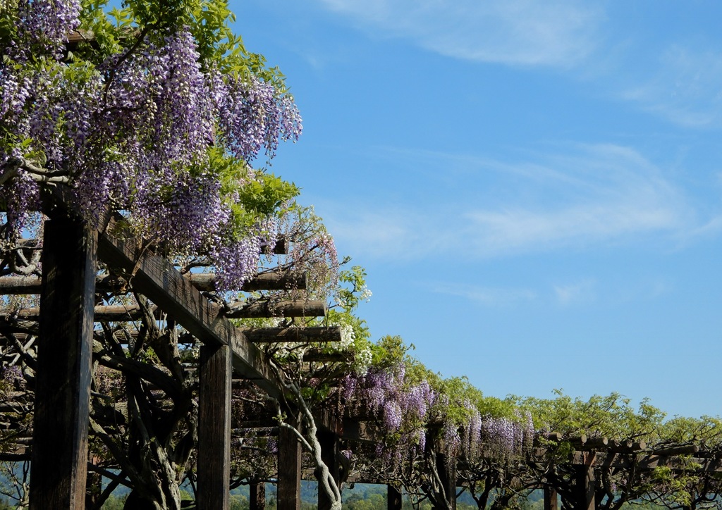 三永水源地 藤棚