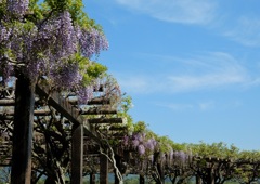 三永水源地 藤棚