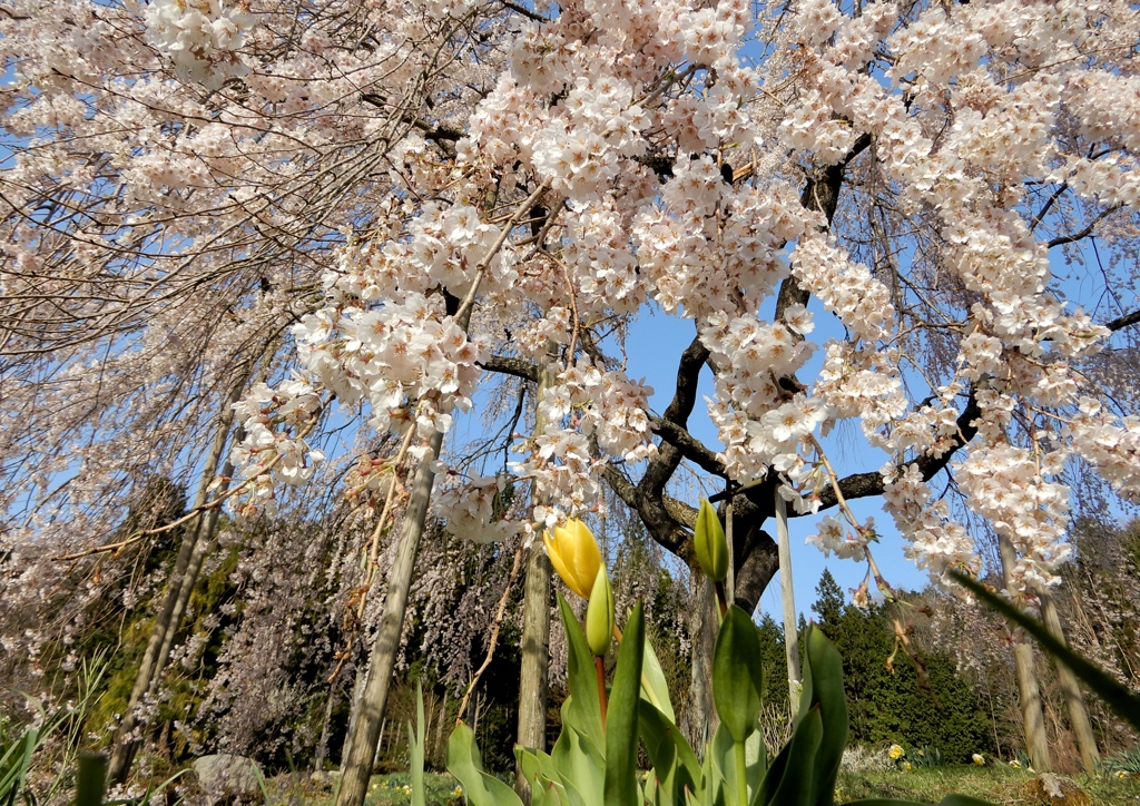 中原の枝垂桜