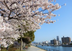 元安川　ソメイヨシノ　