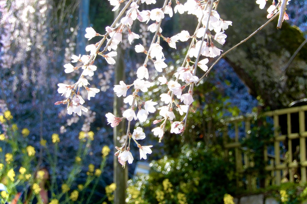 神原の枝垂桜2