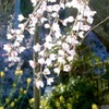 神原の枝垂桜2