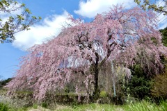 畑口の枝垂桜