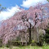 畑口の枝垂桜