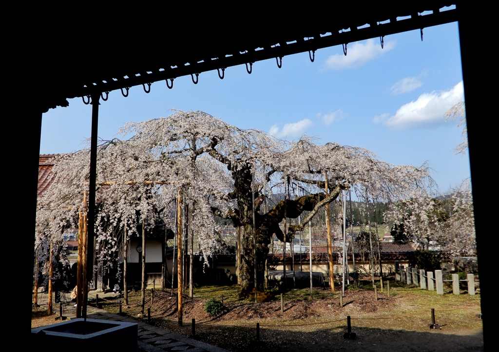 圓立寺の枝垂桜