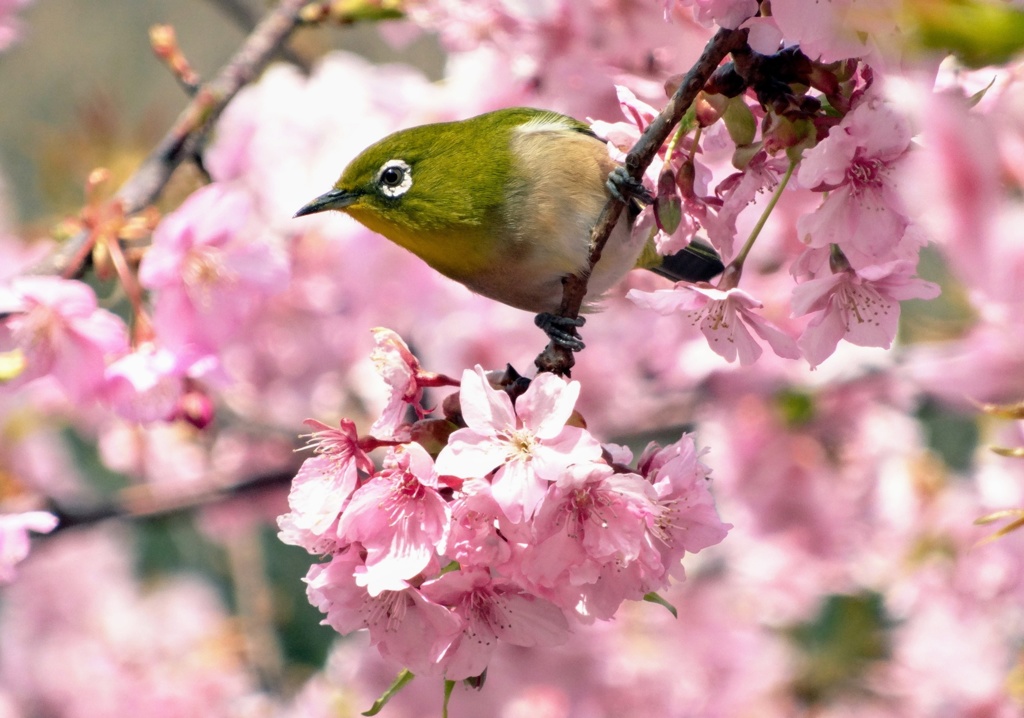 周防大島の河津桜とメジロ