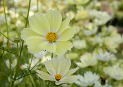コスモス3