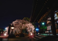 観音神社枝垂桜2