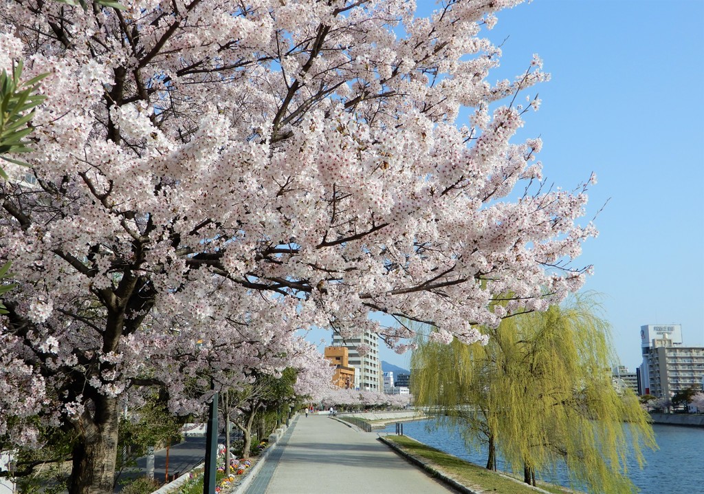 元安川　ソメイヨシノ　3/31