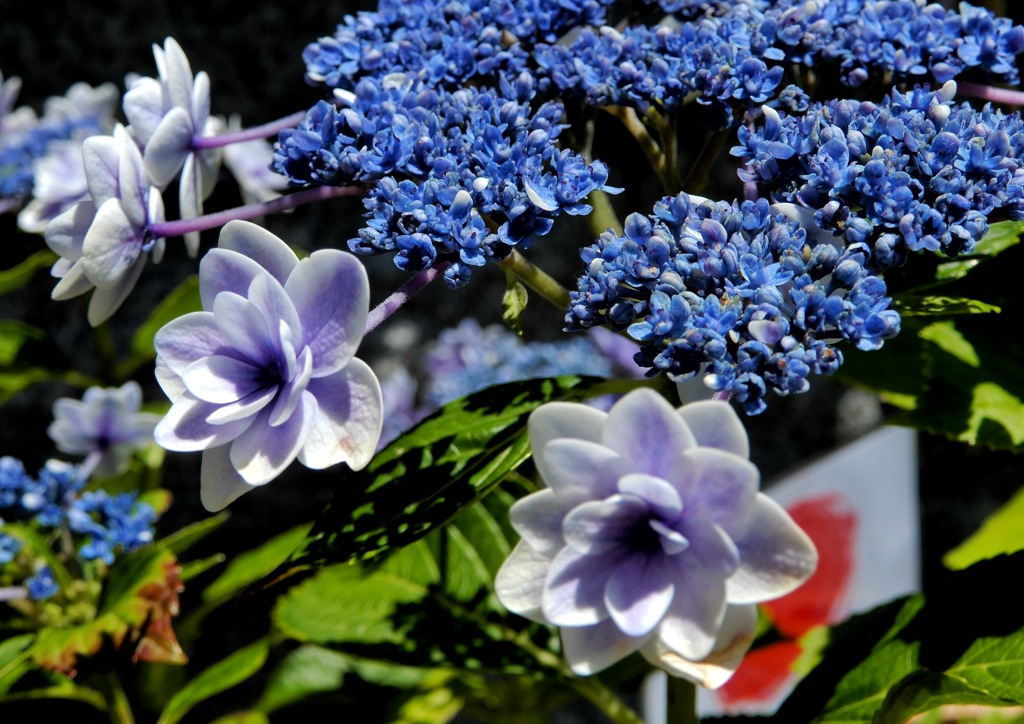 紫陽花2