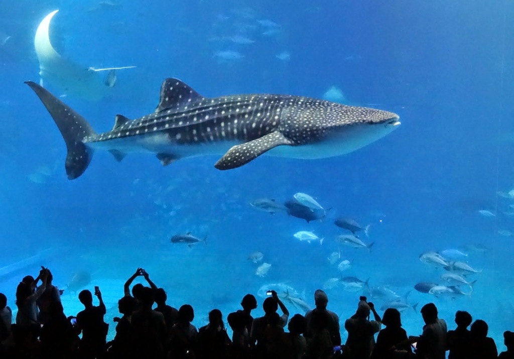 美ら海水族館