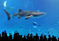 美ら海水族館