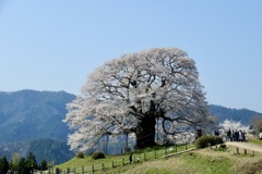 醍醐桜3