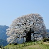 醍醐桜3