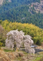 小田掛の枝垂桜（謳歌桜）2