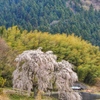 小田掛の枝垂桜（謳歌桜）2