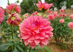 世羅高原農場ダリア祭り