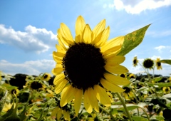 世羅高原農場ひまわり4