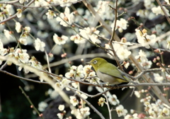 縮景園　うめじろ