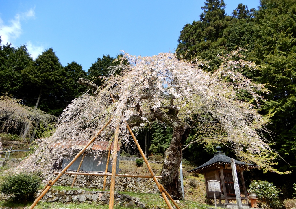 大虫のしだれ桜