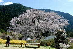 湯の山温泉の枝垂桜