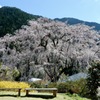 湯の山温泉の枝垂桜