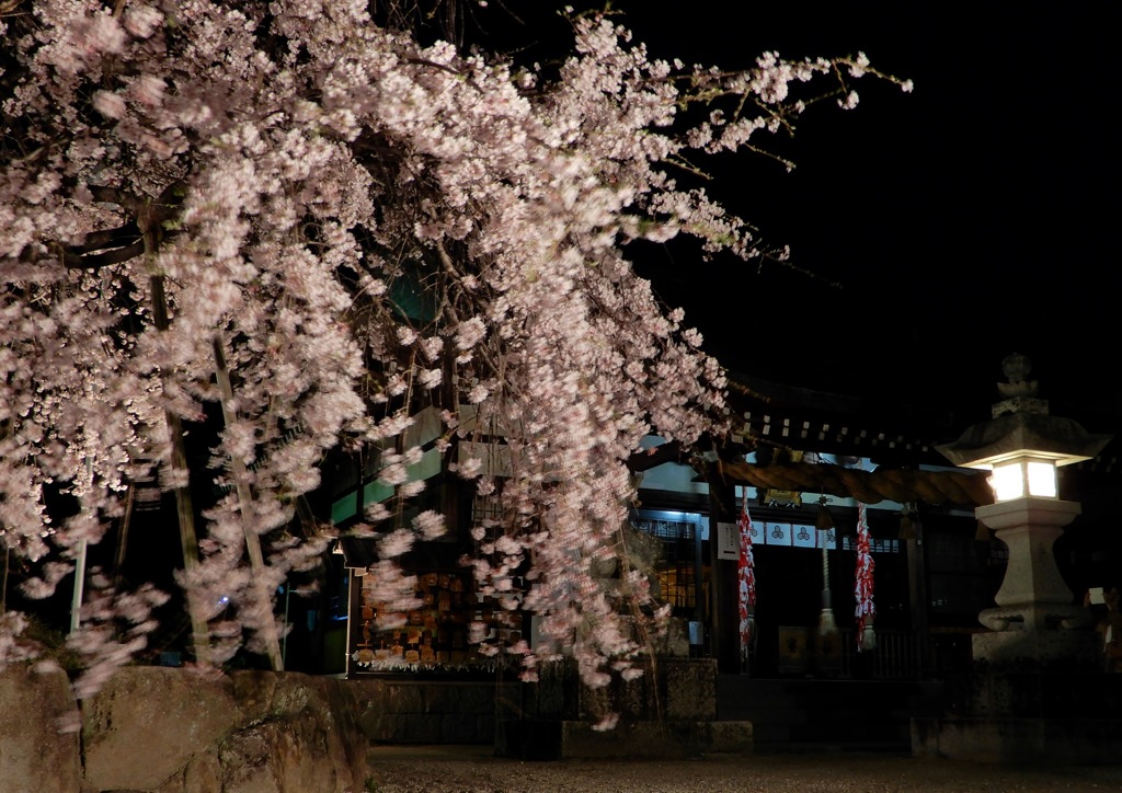観音神社枝垂桜3